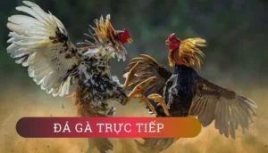 Hướng Dẫn Chơi Đá Gà WS168 Tại VN88 Thắng Lớn Mỗi Ngày