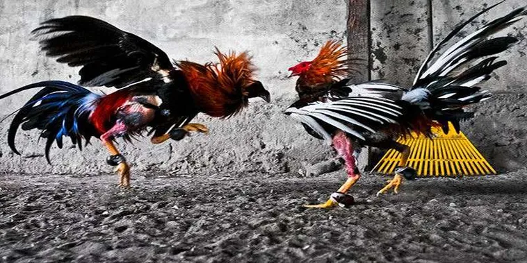 Bí Kíp Chơi Đá Gà GA28 Tại VN88 Để Thắng Lớn Mỗi Ngày