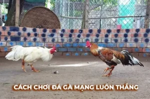 Hướng Dẫn Thắng Đá Gà Sabong Tại VN88 Dễ Dàng Nhất Hiện Nay
