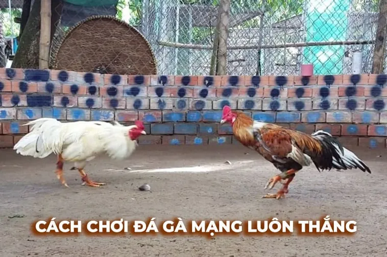Hướng Dẫn Thắng Đá Gà Sabong Tại VN88 Dễ Dàng Nhất Hiện Nay